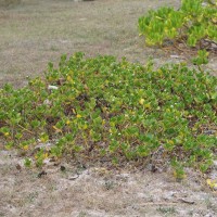 Scaevola plumieri (L.) Vahl